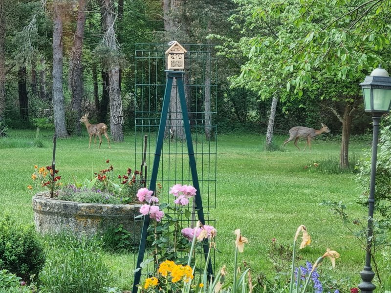 Le Sanctuaire. Chevreuils au jardin. La Jonchère. Aline Mériau